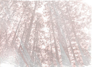 Amongst Trees