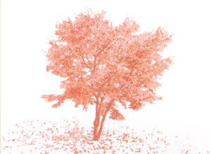Maple Tree