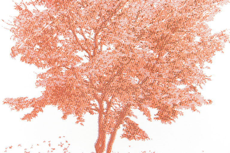 Maple Tree - Image 3